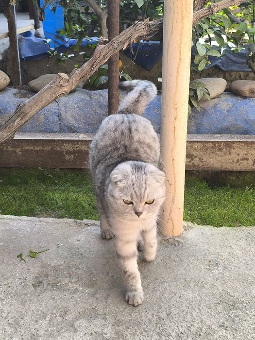 Mushuk scottish fold