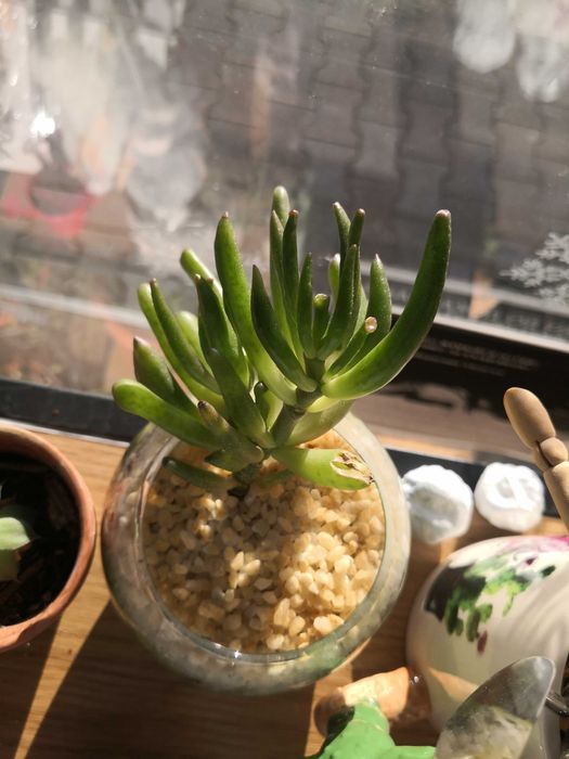 Цъфтящи сукулентни и кактуси, и други растения