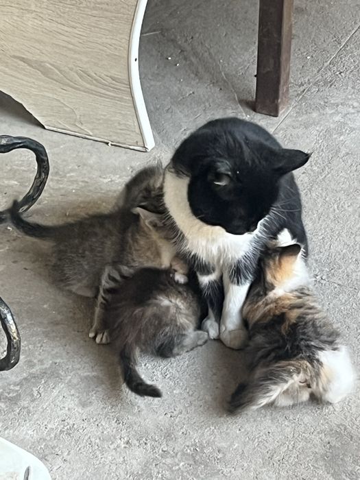 Отдам котят крысоловов