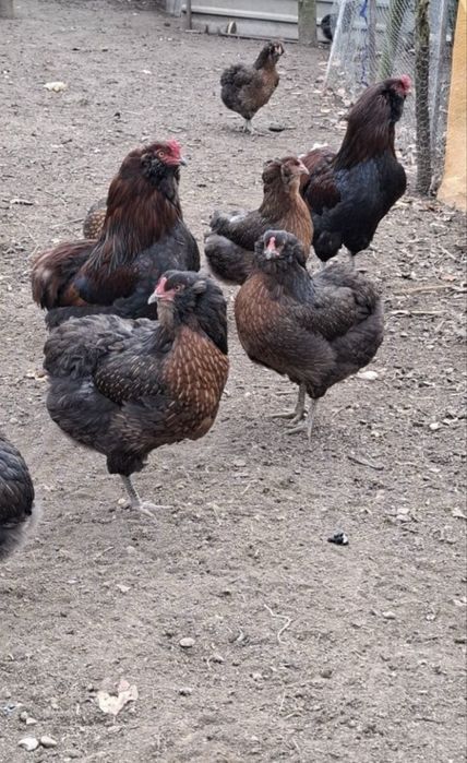 Gaini Araucanaaa