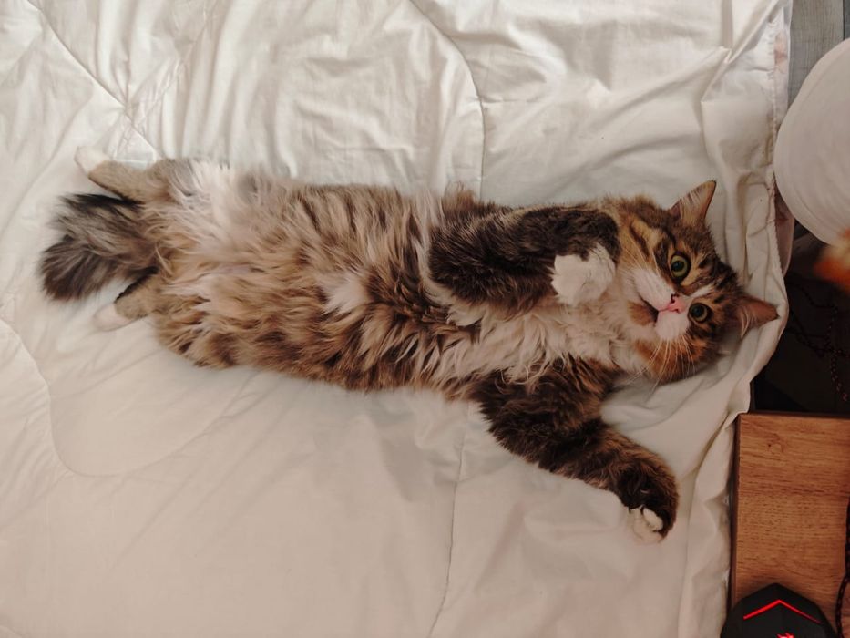 Отдам кота в хорошие руки