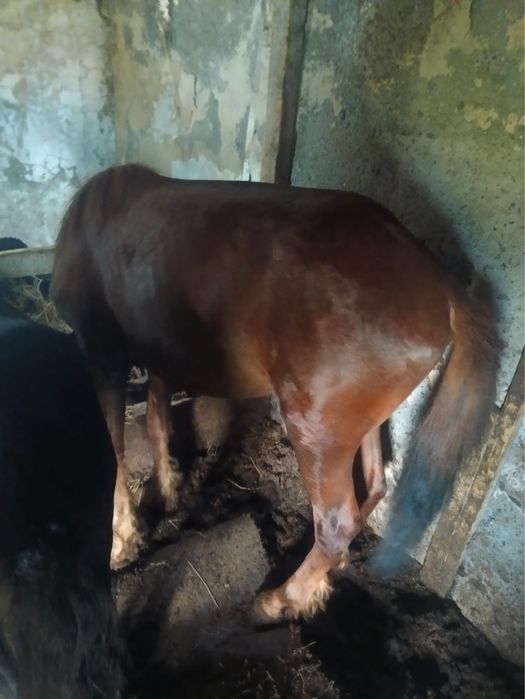 Продам кобылу и жеребчика