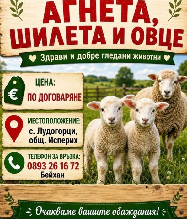 Продавам агнета.