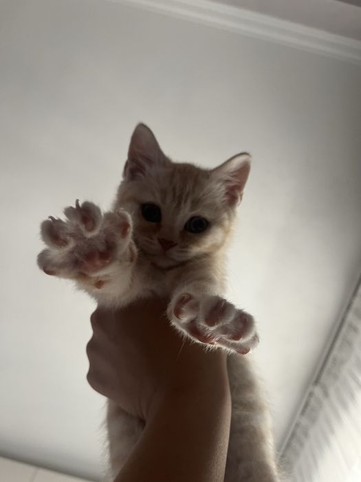 шотландские котята