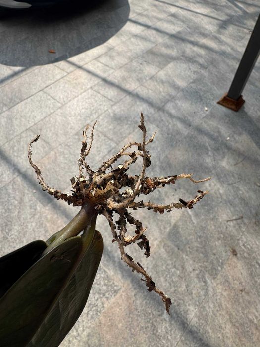 Замиокулькас Равен и Зеленый — клубни