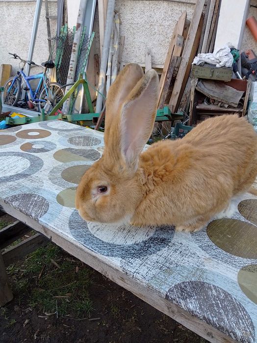 Зайци жълти и белгийски великани