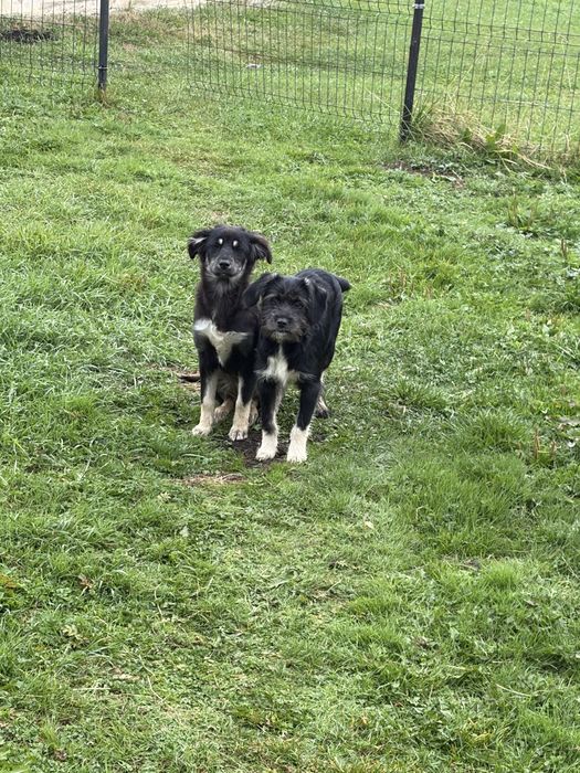 Cățelușe adoptie
