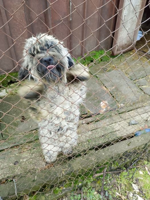 Продавам лагото на 8 месеца