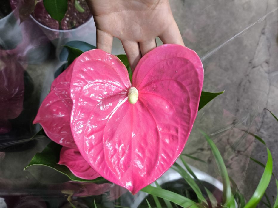 Цветы разные цветущие