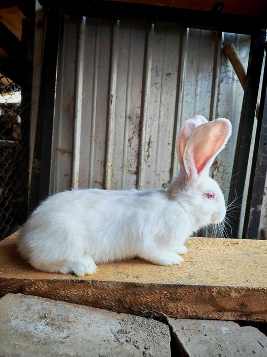 Iepuri Uriaș German