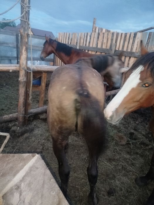 Продаются лошади