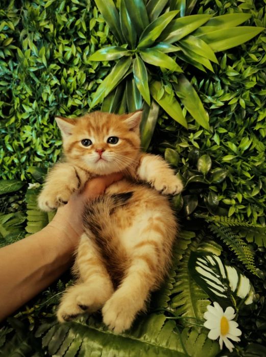 Котята Шиншилла Золотая