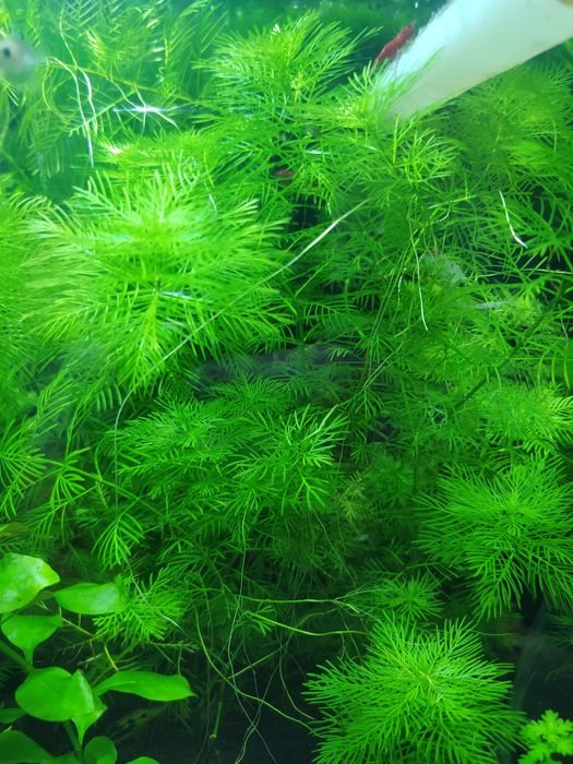 перистолистник матогросский