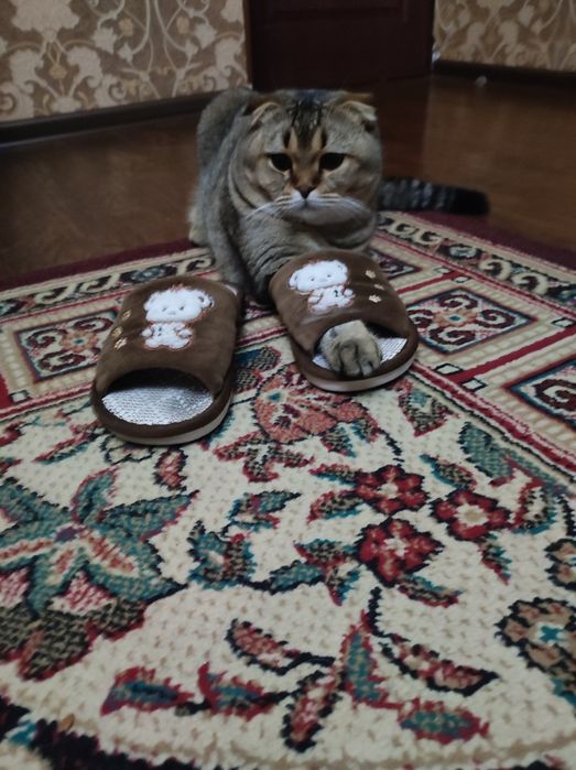 Mushuk sotiladi yaxshi zotli.