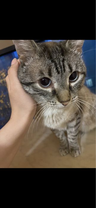 Кот Пумпа  ищет срочно Дом