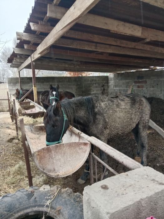 Согым жылқылар 4бас