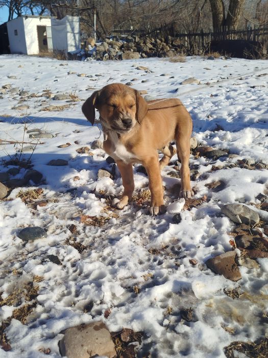 Еркек күшік 1,5ай