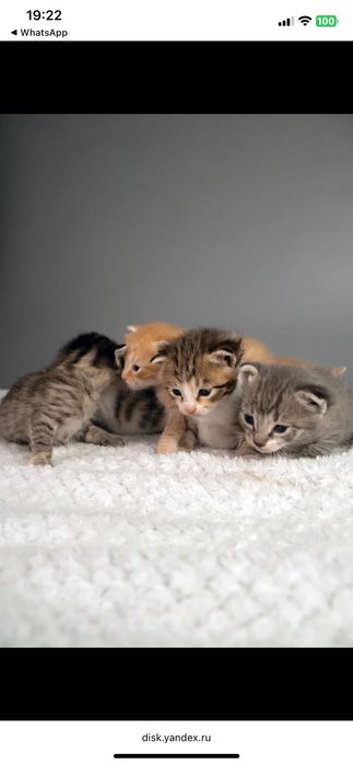 Котята в добрые руки