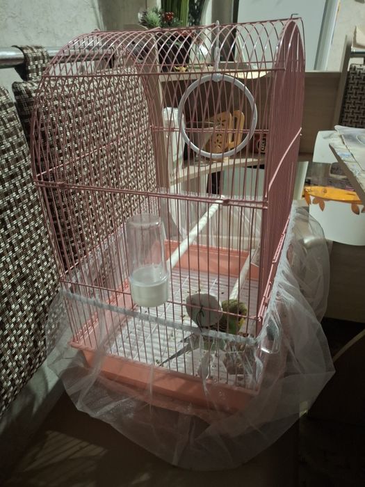 Продам попугая срочно