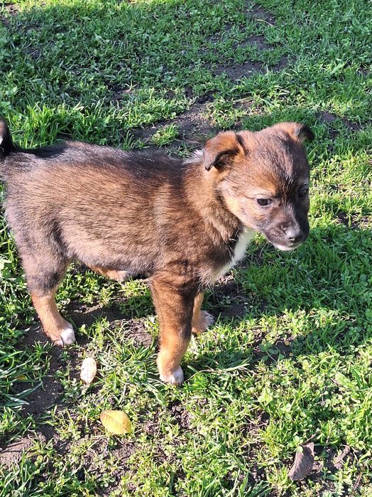 Малки кученца - дребни