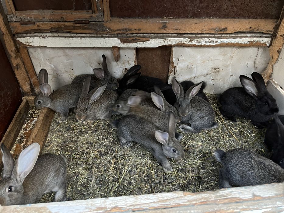 Продам кроликов , крольчата