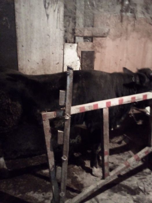 Продам корову с быком, срочно