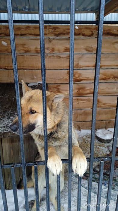 Овчарка,молодой пёс.