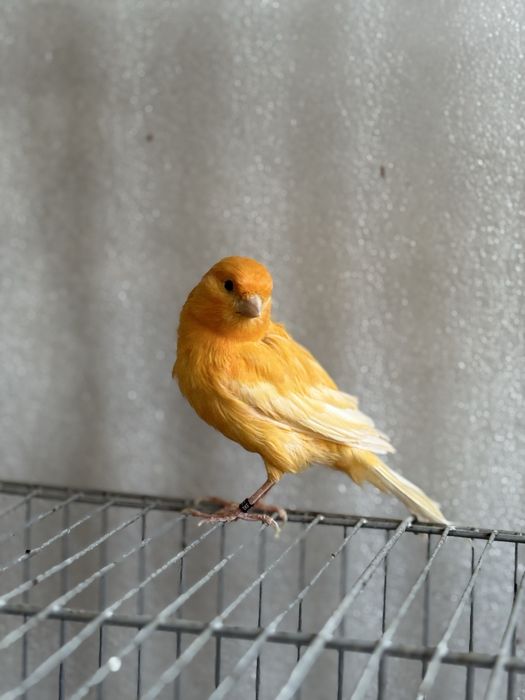 Канарейка самец поюший туретский привазной