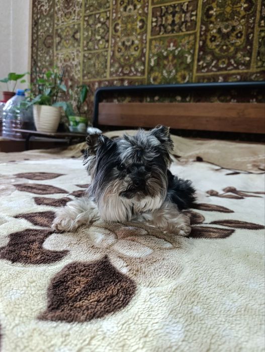 Породистый йоркширский терьер