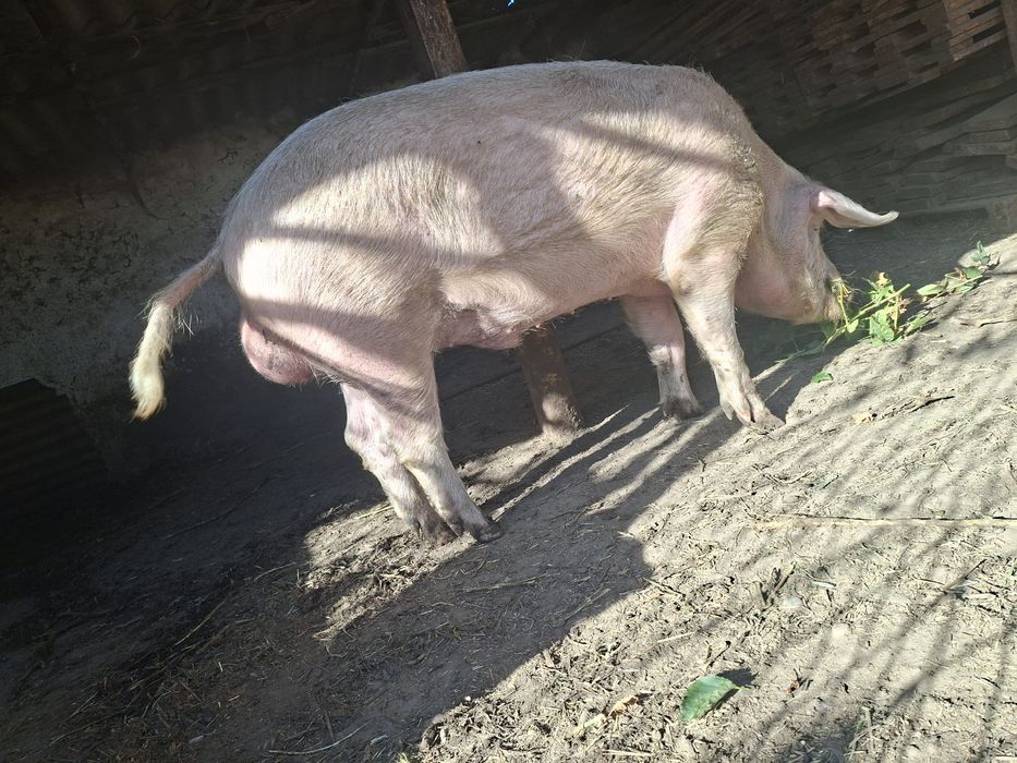 Продам на племя кабана