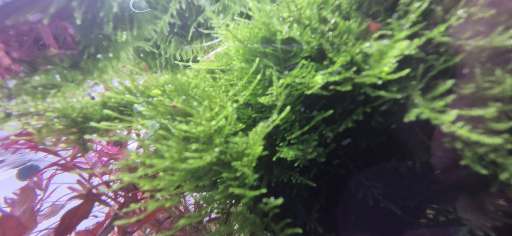 Plante de acvariu