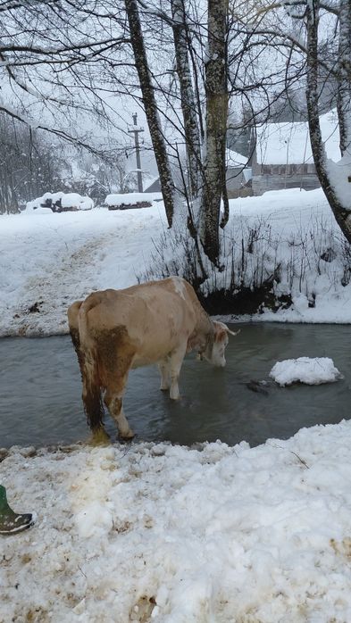 Vând vacă cu lapte, gestantă