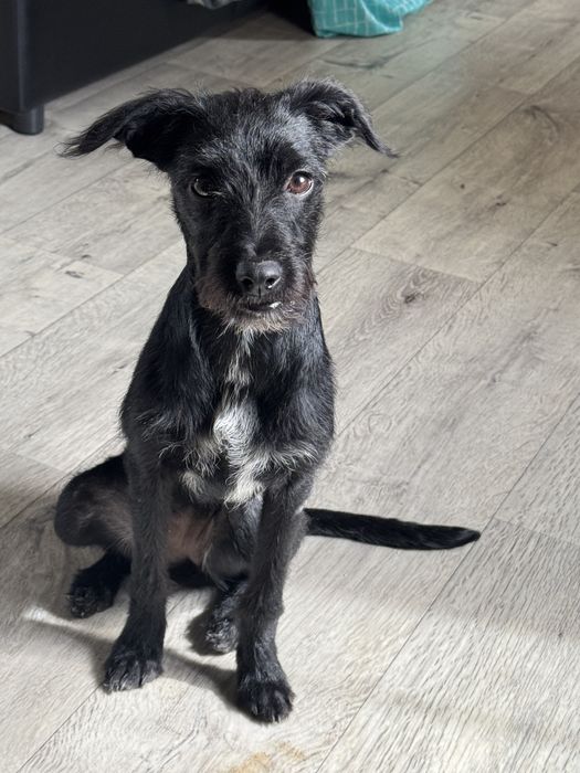 Собачка ищет дом