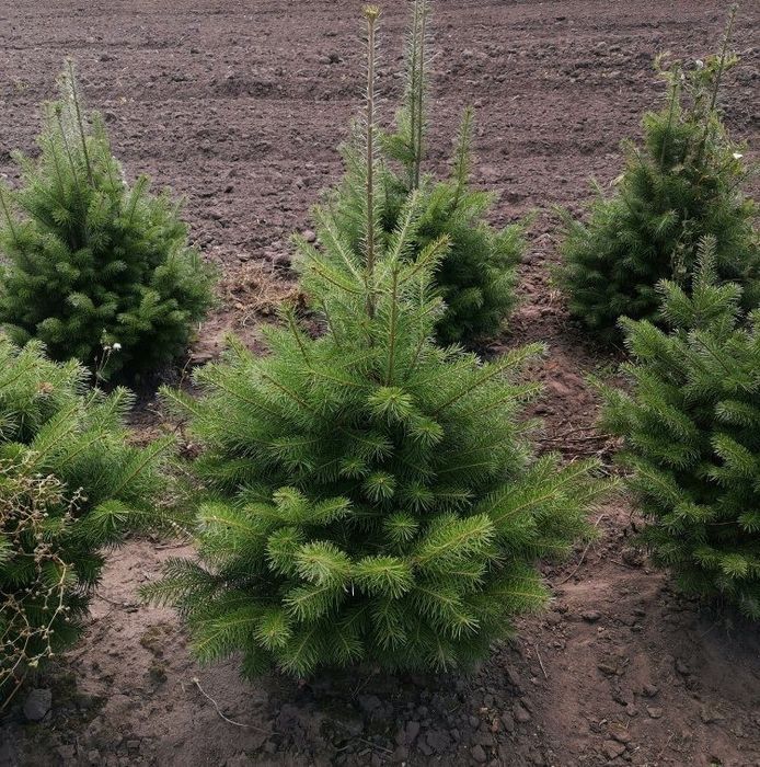 Sifatli Evropa ideal koʻchatlari