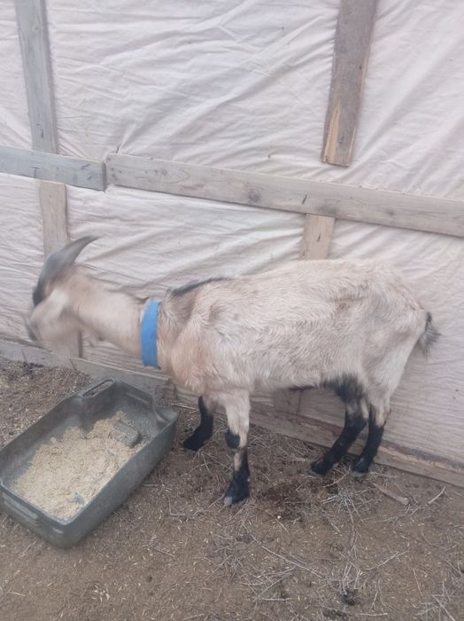 Сельхоз животных