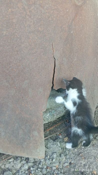 Отдаём котят в добрые руки