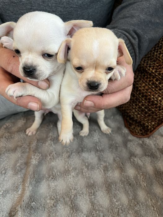 Продавам Чихуахуа