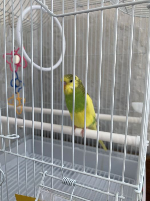Продается попугай