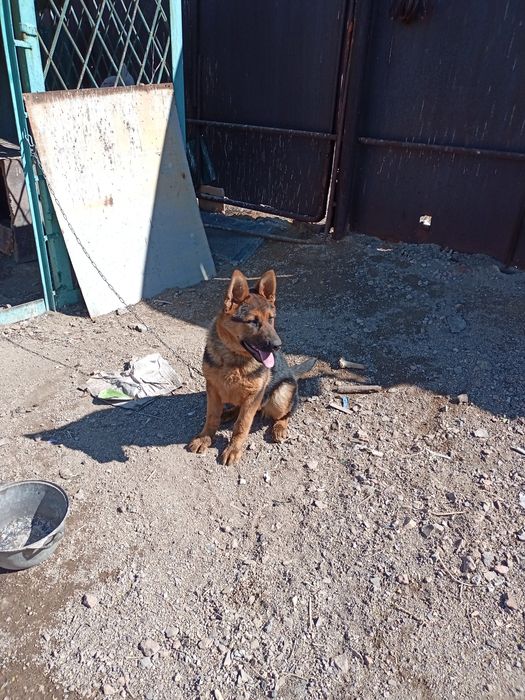 Продается щенок немецкой овчарки