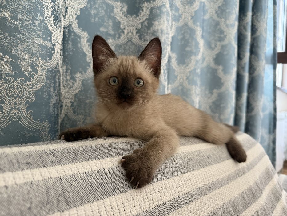 Котенок с доставкой!