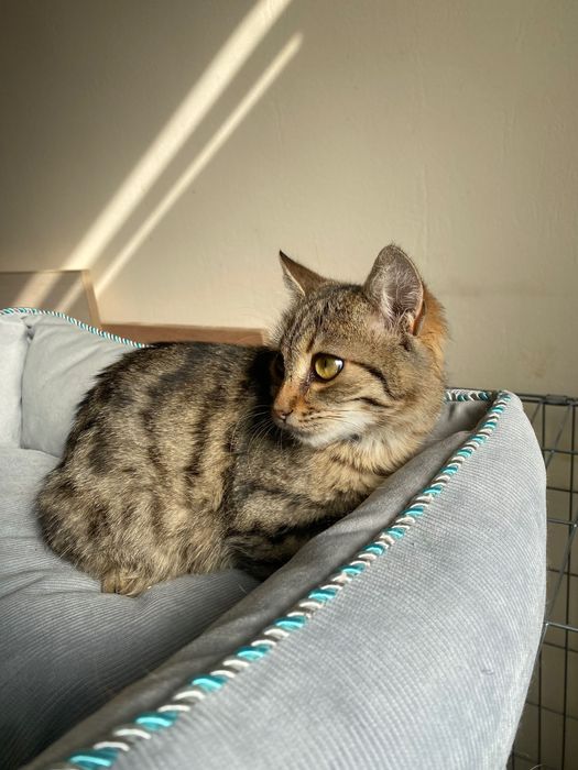 Котенце  момиче 4,5 мес.