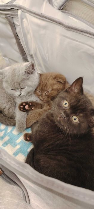 Прекрасни британчета