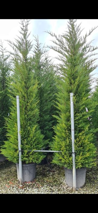 Vând tuia smaragd, tuia leylandii