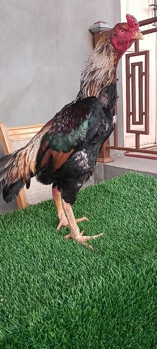 Dakan xoroz sotiladi