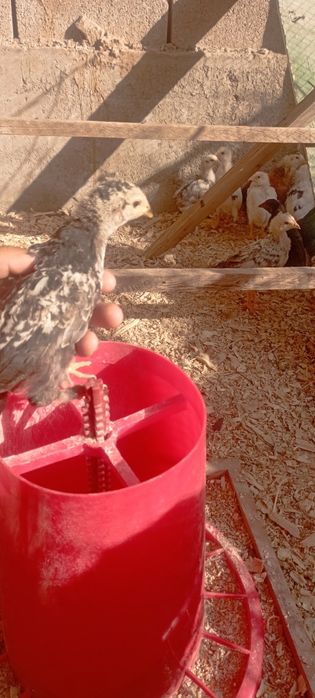 Xonaki joʻjalar bor
