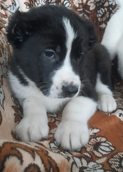 Продаются щенки Алабай (САО)