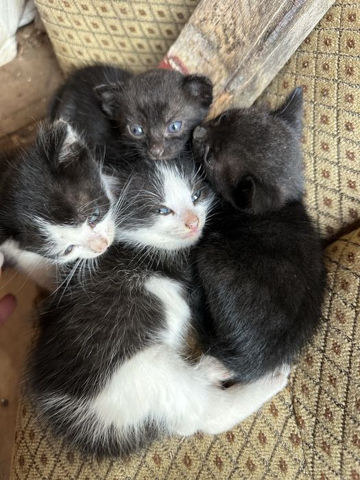 Pui de pisica catre adoptie