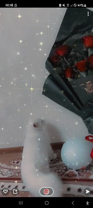 Shotlandski strayt sotiladi