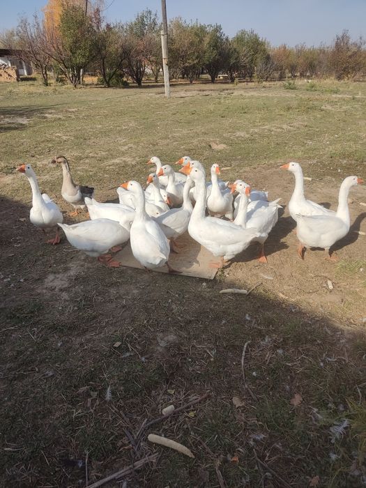 Продам гусей курей