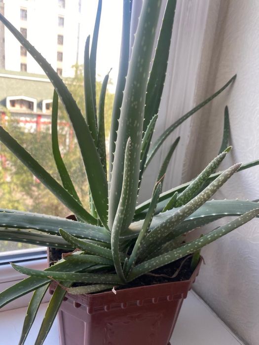 Лечебное алоэ 3-х годовалая